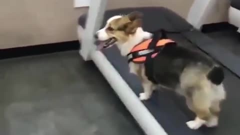 No need for efforts | Cute animals video bank