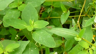 Sweat Bee On A Leaf