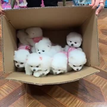 Cute Puppies Video 3