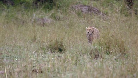 Cheetah