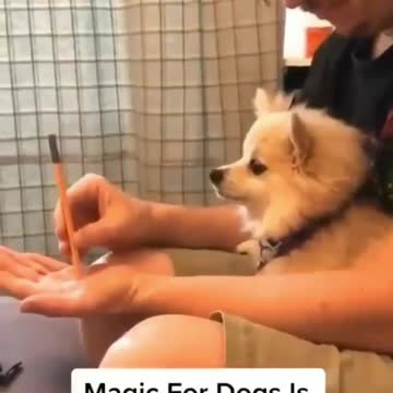 Funny Magic with dog
