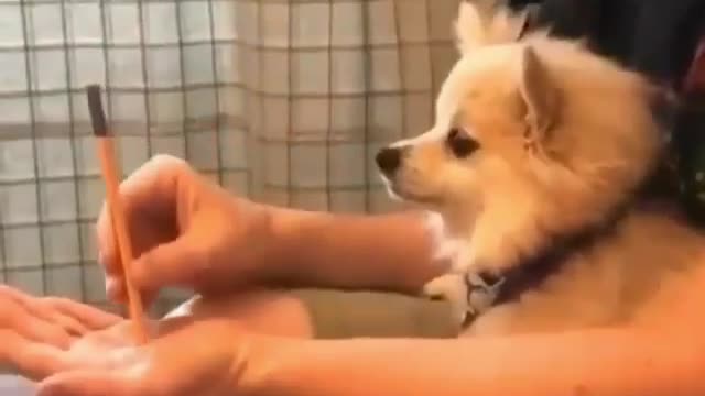 Funny Magic with dog