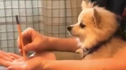 Funny Magic with dog