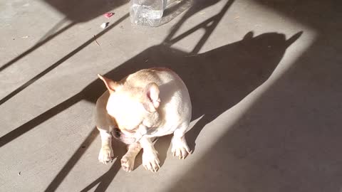 Lazy French Bulldog Enjoys Sun