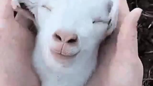 Just a goat being massaged