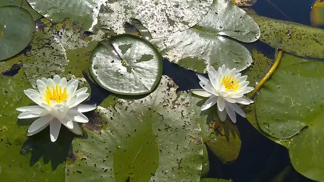 Water Lilies