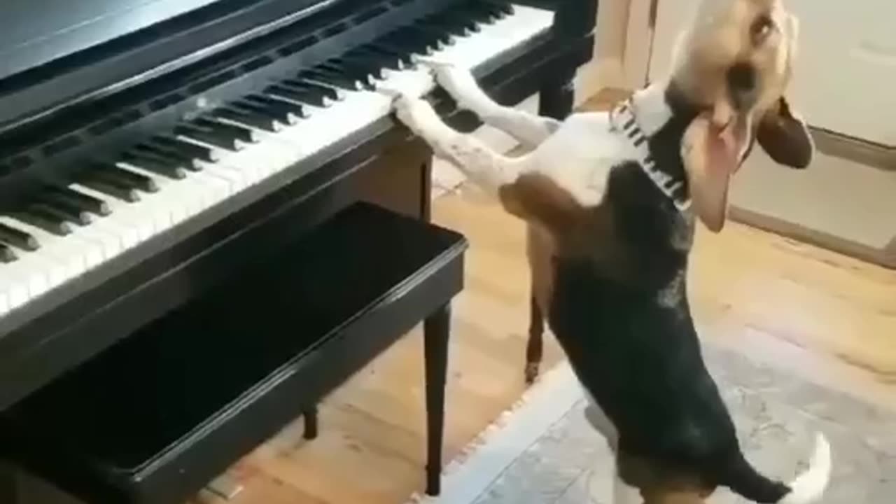 Dog playing piano