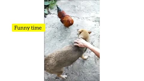 Chicken vs dog fight🤣🤣