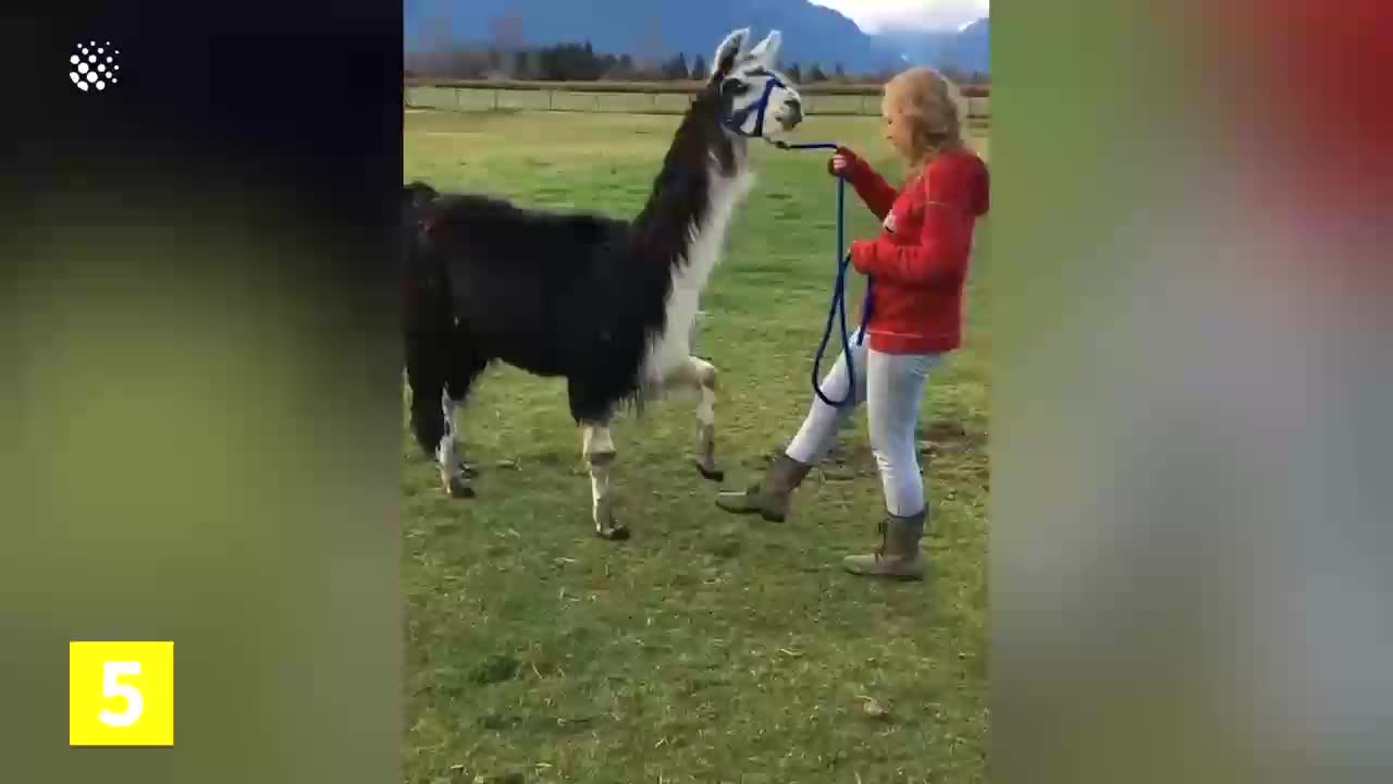 Llama learning some tricks