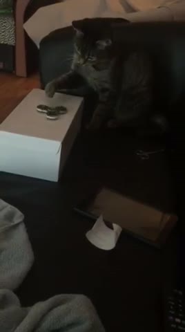 Gato juega con fidget spinner, realmente lo disfruta