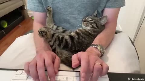 Cute CATS Won't Sleep Until They Cuddles with Their Human - Cute Cats And Owners Sleep Together