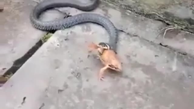 snake attack frog.mp4