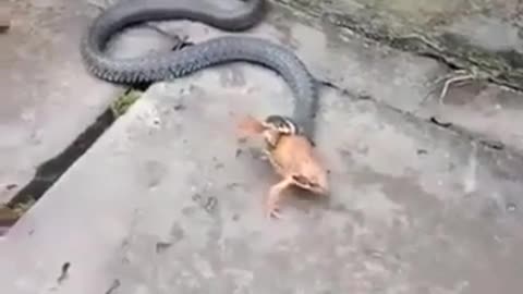 snake attack frog.mp4