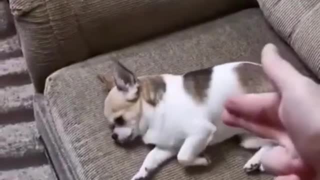 Owner Tries to kill the dog from softgun