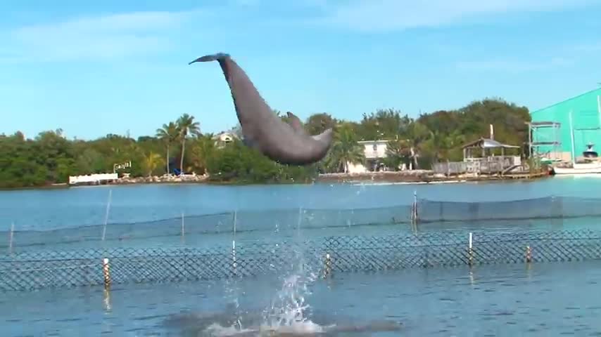 Dolphin dance