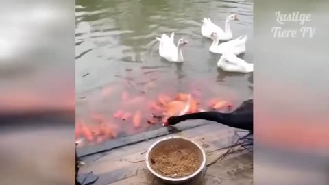 Best Funny Cats and Dogs Compilation 😀 Funny videos of cute animals Try not to laugh ... kkk