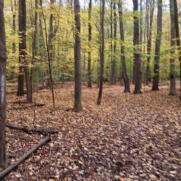 360 1080HD view of Michigan leaves turning colors for fall.