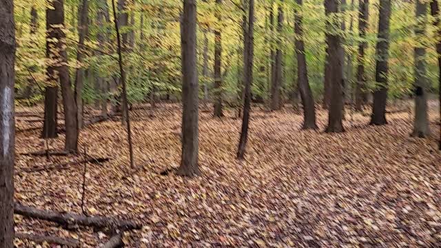 360 1080HD view of Michigan leaves turning colors for fall.