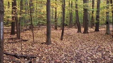 360 1080HD view of Michigan leaves turning colors for fall.