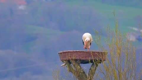 beautiful birds