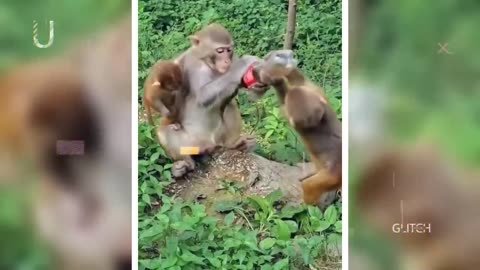 Monkey funny video