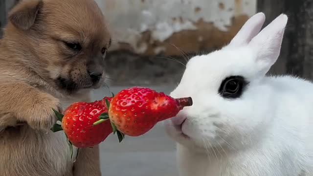 rabbit get feeding with strawberry by a cute baby dog