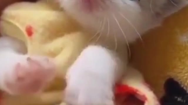82- Cute, cute and happy as they should be #funny
