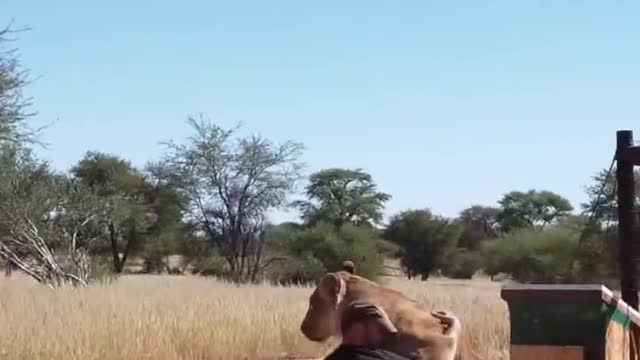 Every day passes with my lion