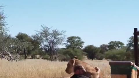 Every day passes with my lion