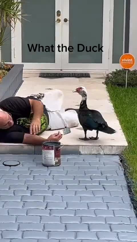 funny|prank|jokes|funny jokes|dad jokes|funny memes|funny video|fun|laughing|funny animal|knock