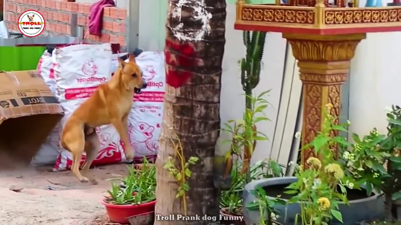 Troll Prank Dog Funny & fake Lion and Fake Tiger Prank To dog