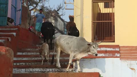 Cows walking down the city stairs in Varanasi