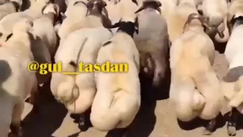 FUNNY WALKS OF SHEEP