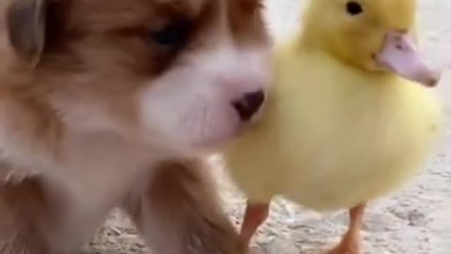 Cute_Pets_💖_Best_Funny_Dogs_New_Videos_2021,_#Shorts