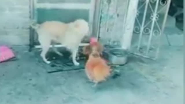 Funny video dog 🐕🐕