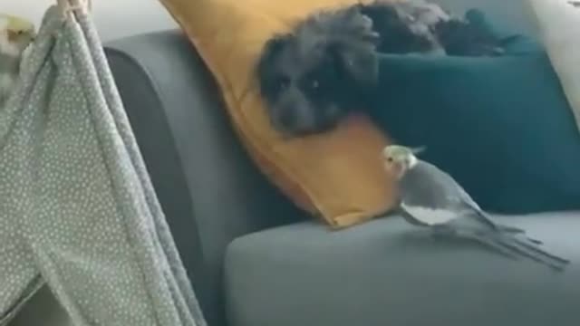 Cockatiel serenading a dog