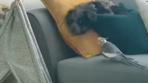 Cockatiel serenading a dog