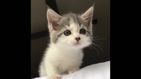 cute kitten cub