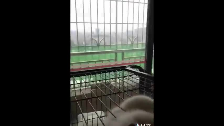 cat funny video you must watch