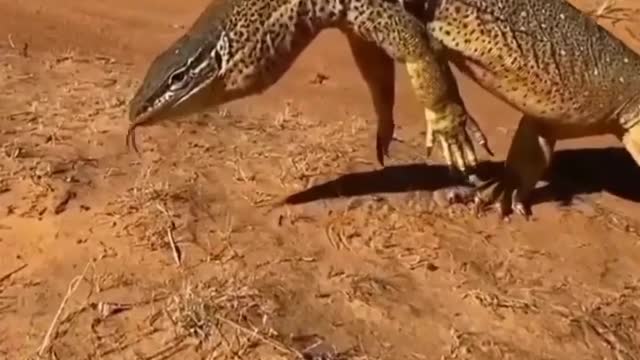 Dangerous big leagard video 🙄🙄🙄