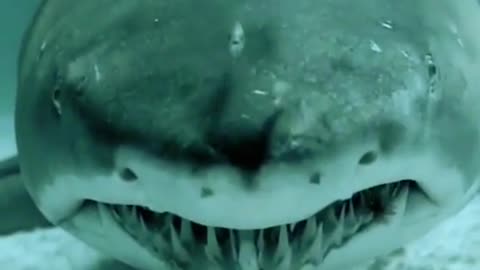 This Shark Staring Into Your Soul