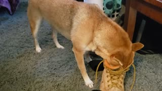 Shiba Inu loves to huff her master's stinky boots
