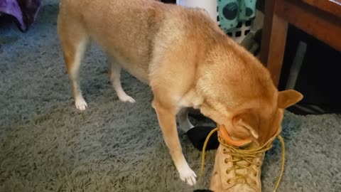 Shiba Inu loves to huff her master's stinky boots