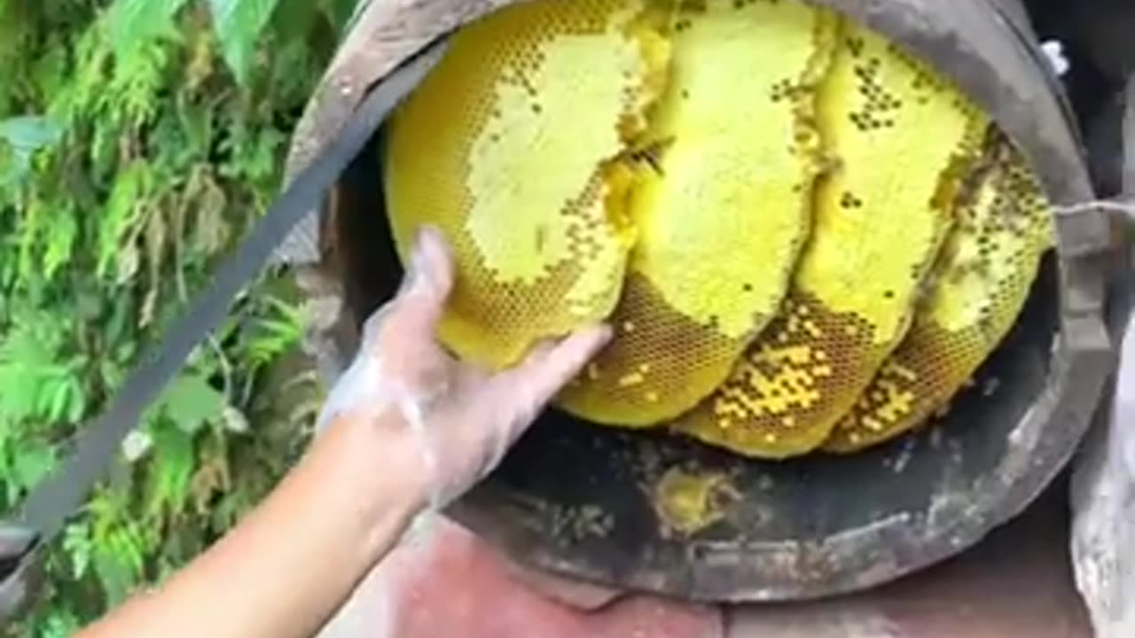 Natural Beekeeping! #farming #harvesting #