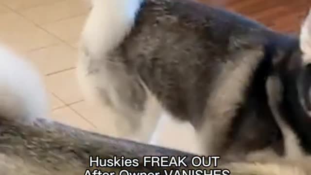 Huskies FREAK OUT After Owner VANISHES!