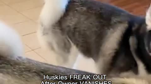 Huskies FREAK OUT After Owner VANISHES!