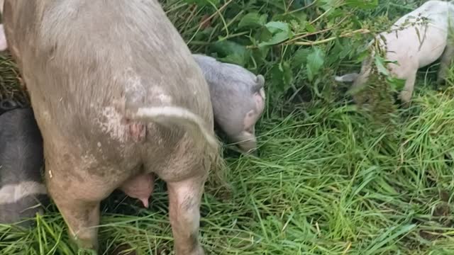 Using pigs to clear weeds