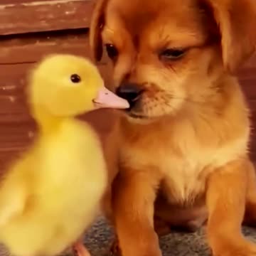 funny dog videos \ funny cat