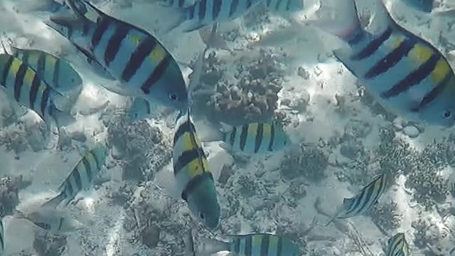 Satisfying Snorkeling