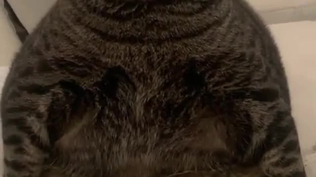 Funny fat cat